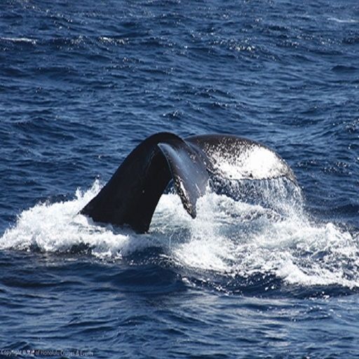 Star of Honolulu - Premier Whale & Lunch Restaurant - Honolulu, HI ...