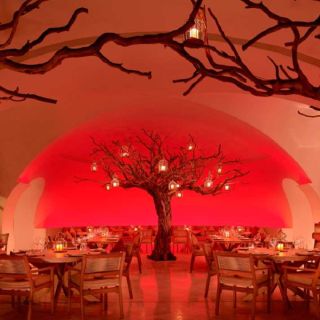 Arbol at Las Ventanas