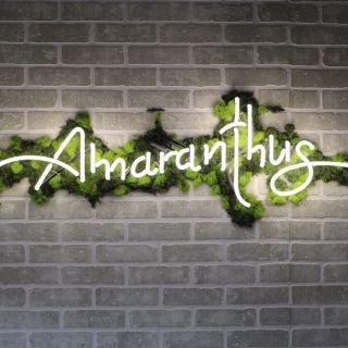 Amaranthus
