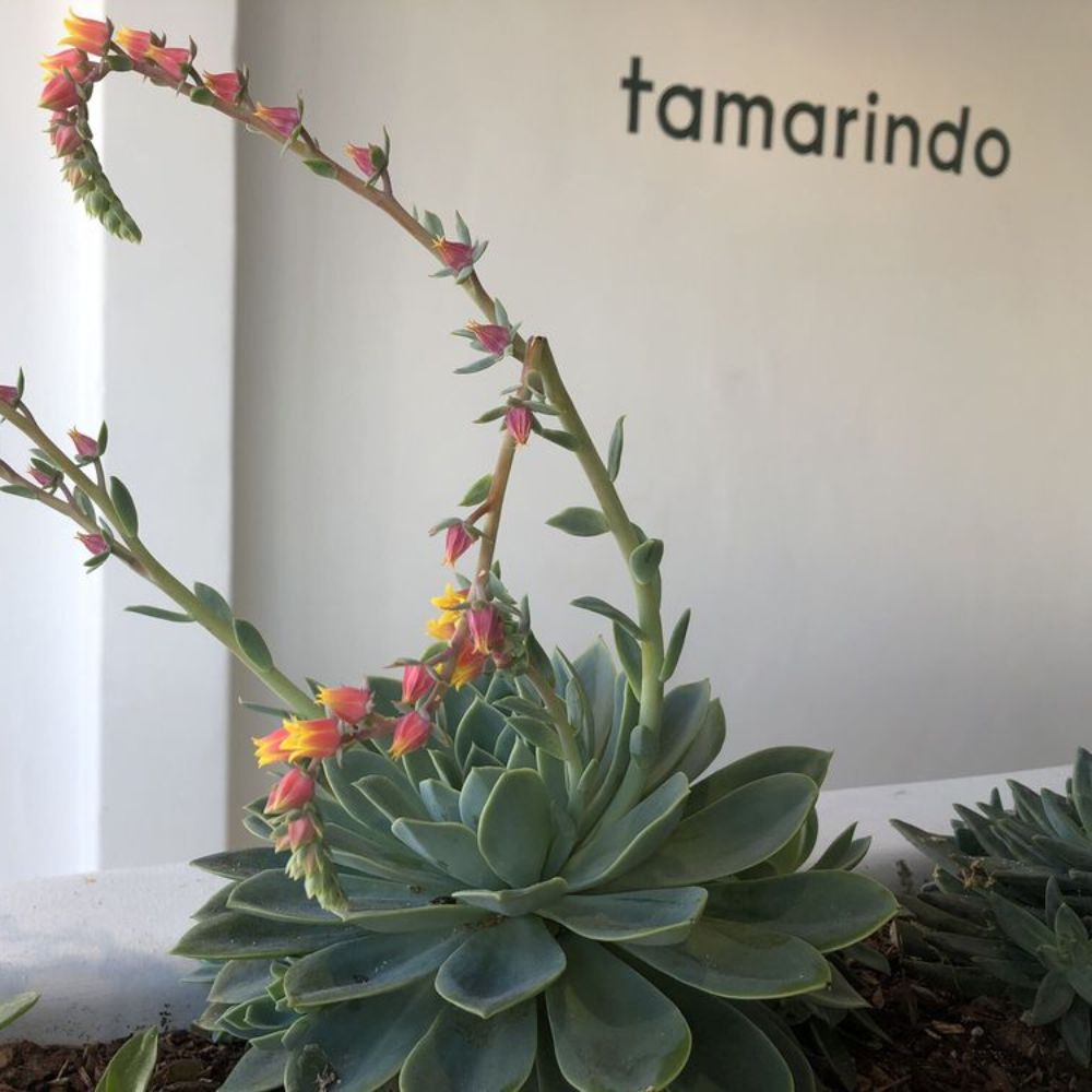 Tamarindo Restaurant San Clemente Ca Opentable