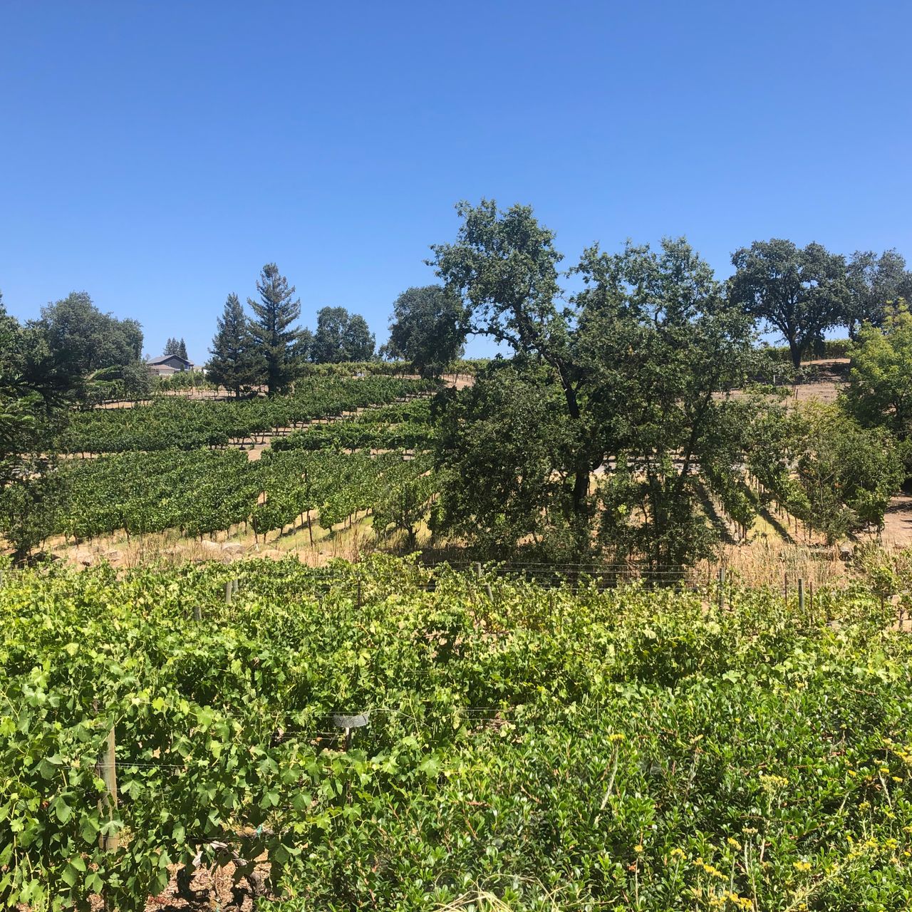 Farm to Table Wine Tasting Brunch - La Crema Winery