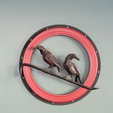 Cover image for The Blackbird