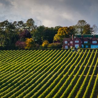 Stunning English Vineyards To Visit In 2023 — The Three, 43% OFF