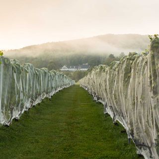 Cellardoor Winery - Lincolnville