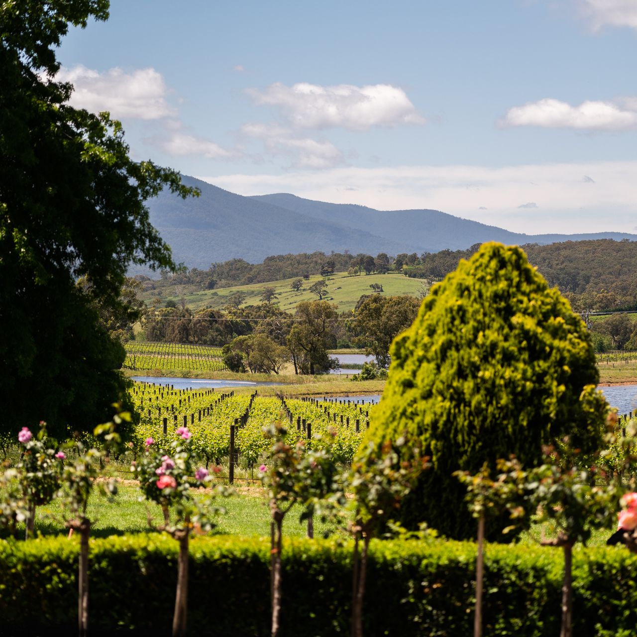 Tokar Estate Cellar Door Restaurant Coldstream AU VIC OpenTable