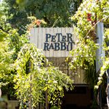 Cover image for Peter Rabbit