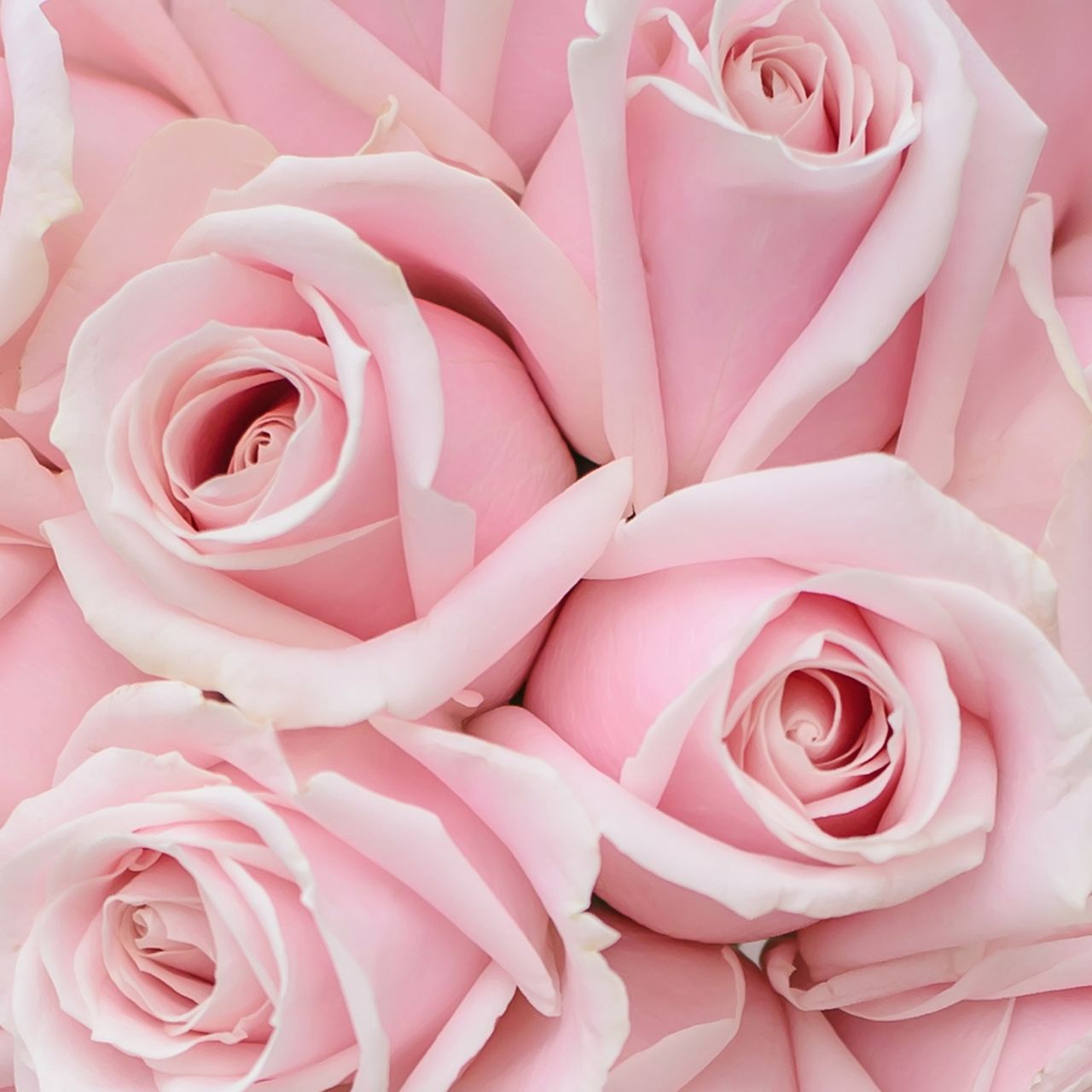 Pink Velvet Macchiato - The Hint of Rosemary