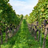 WINZER ZU GAST AM SEE - CHATEAU MUSAR Photo