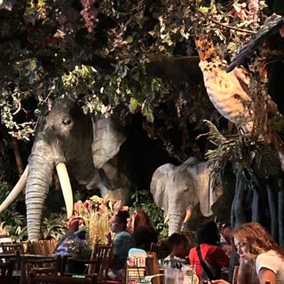 Rainforest Cafe - Sawgrass Mills (Ft. Lauderdale) Restaurant - Sunrise, FL