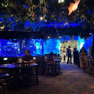 Rainforest Cafe - Sawgrass Mills (Ft. Lauderdale) Restaurant - Sunrise, FL