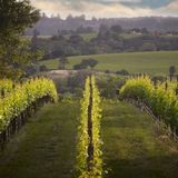 Cover image for August West Wine
